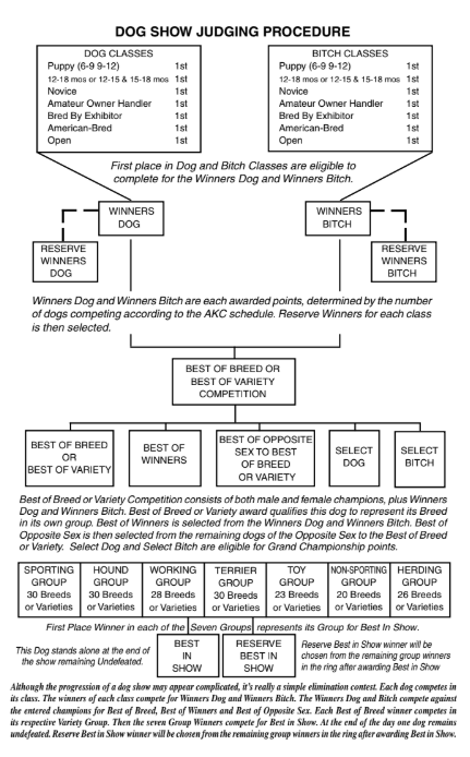 Judging Procedure Diagram (Conformation)